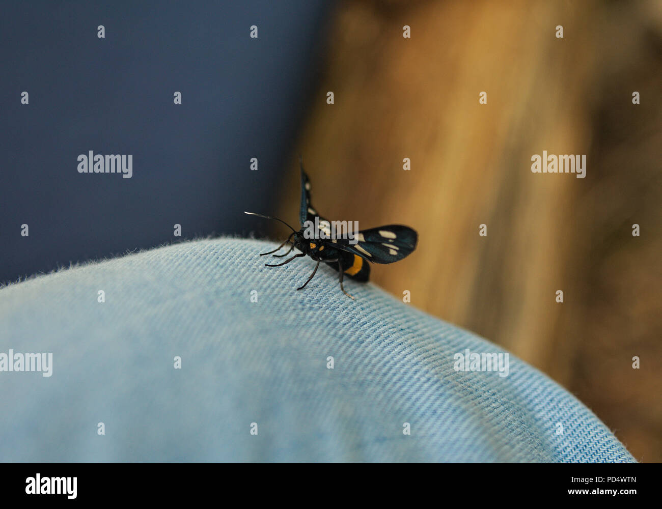 Schmetterling schwarz stehend auf Bein in Jeans Stockfoto