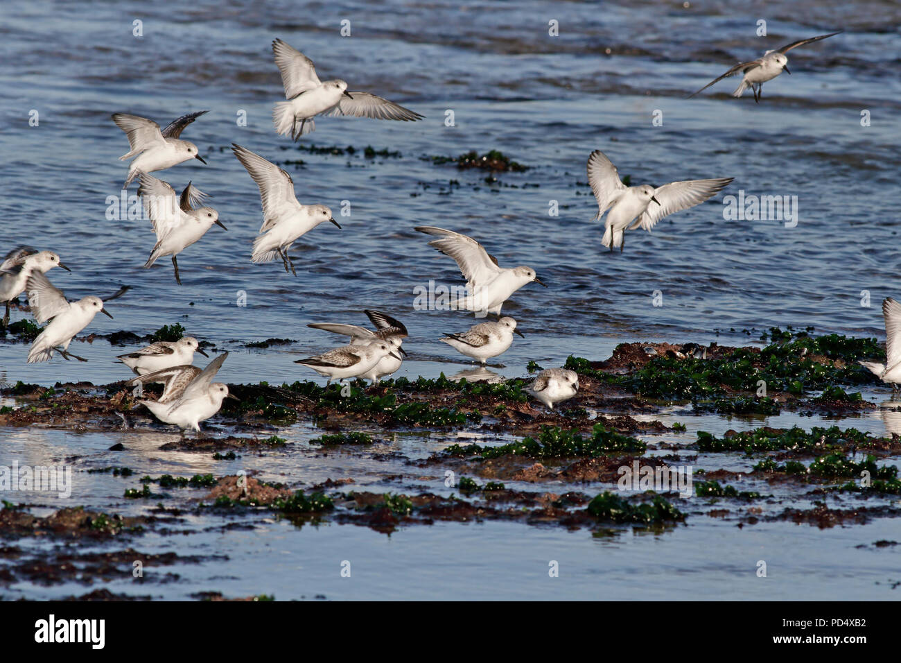 Sanderlings im Flug, Landung auf dem Felsen einer nördlichen portugiesischen beache bei Ebbe. Stockfoto