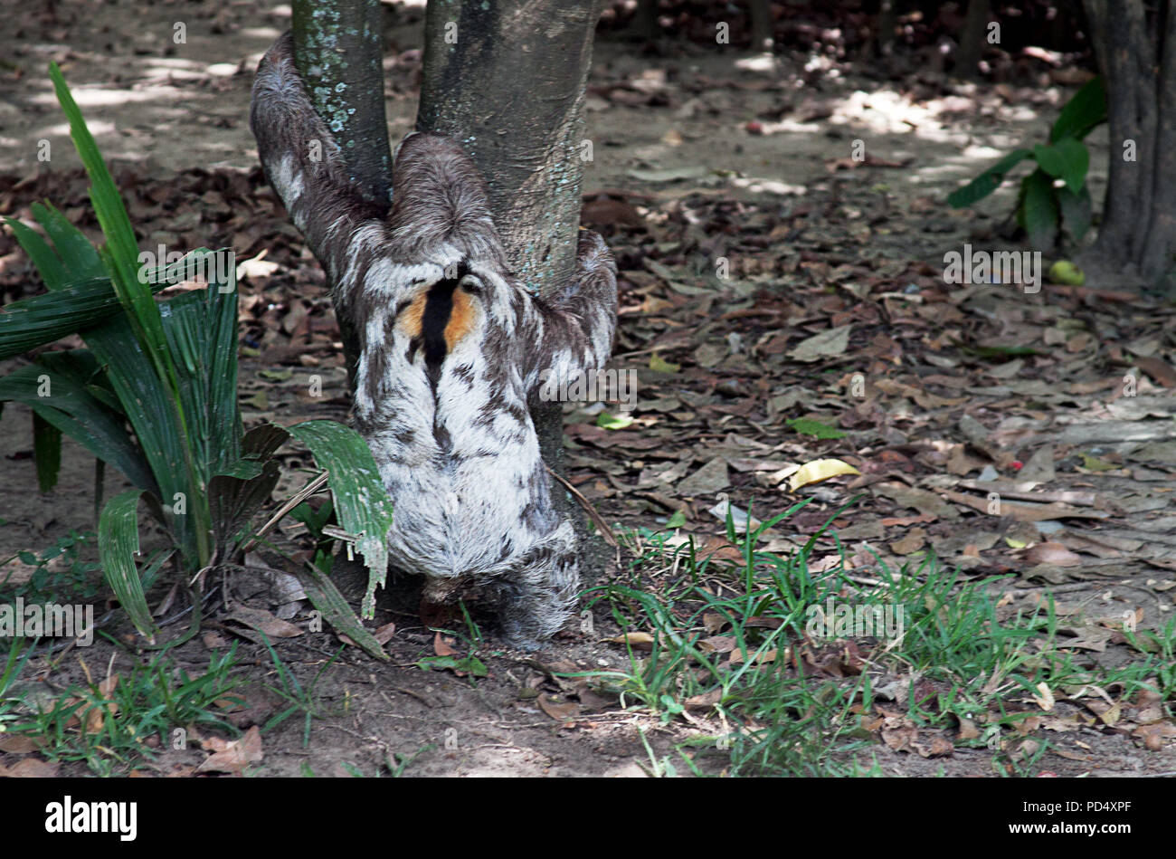 Faultiere sind arboreal Säugetiere gemerkt für Langsamkeit der Bewegung und für die meisten ihr Leben auf den Kopf, in den Bäumen hängen der tropischen Regenwälder in Südamerika und Mittelamerika Stockfoto