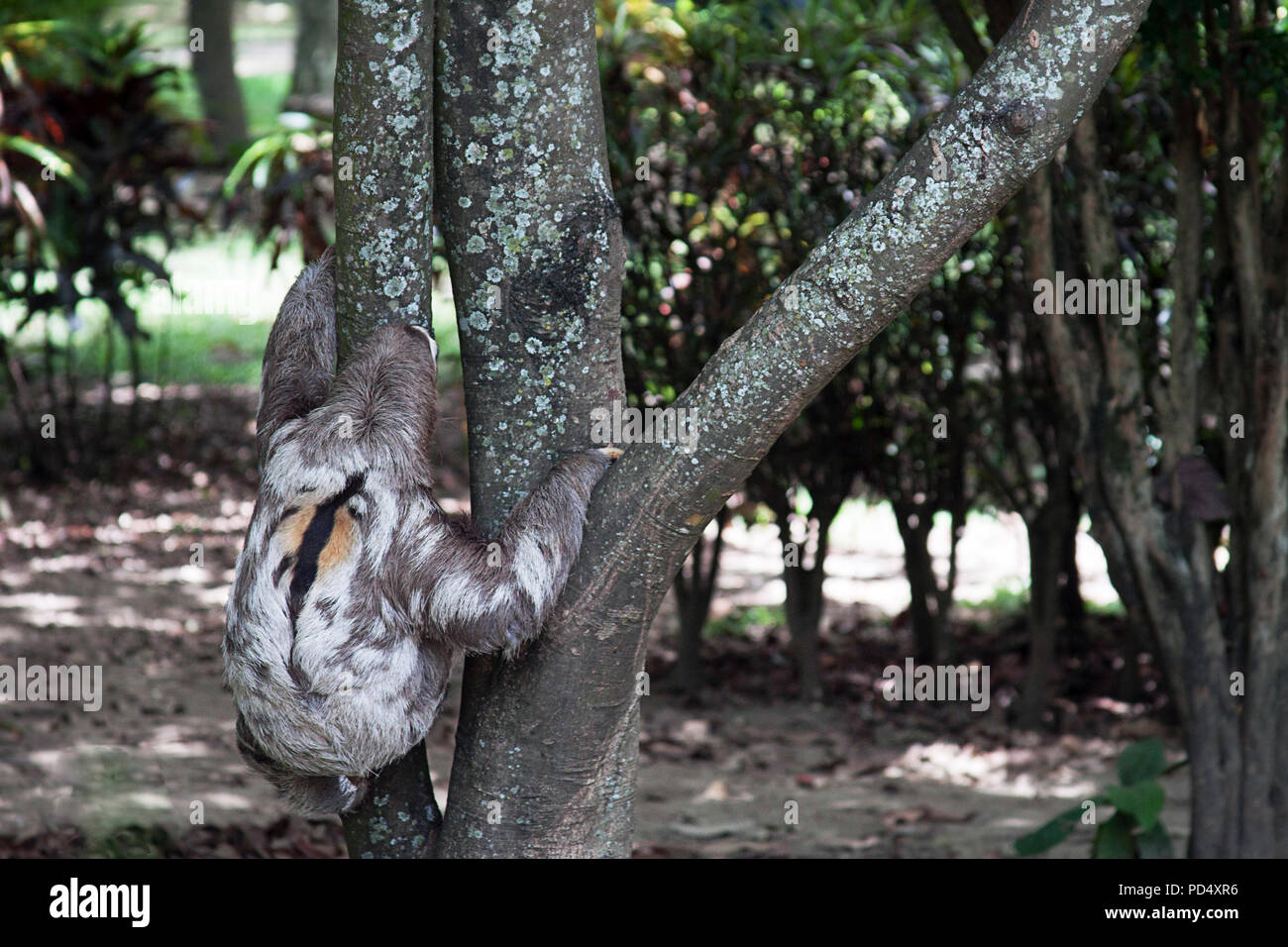 Faultiere sind arboreal Säugetiere gemerkt für Langsamkeit der Bewegung und für die meisten ihr Leben auf den Kopf, in den Bäumen hängen der tropischen Regenwälder in Südamerika und Mittelamerika Stockfoto