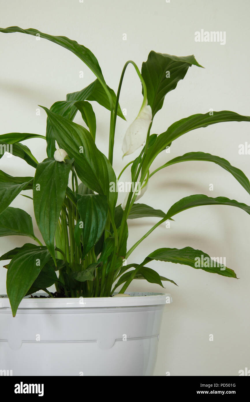 Isolierte dekorative Zimmerpflanze - Spathiphyllum auf weißem Hintergrund Stockfoto