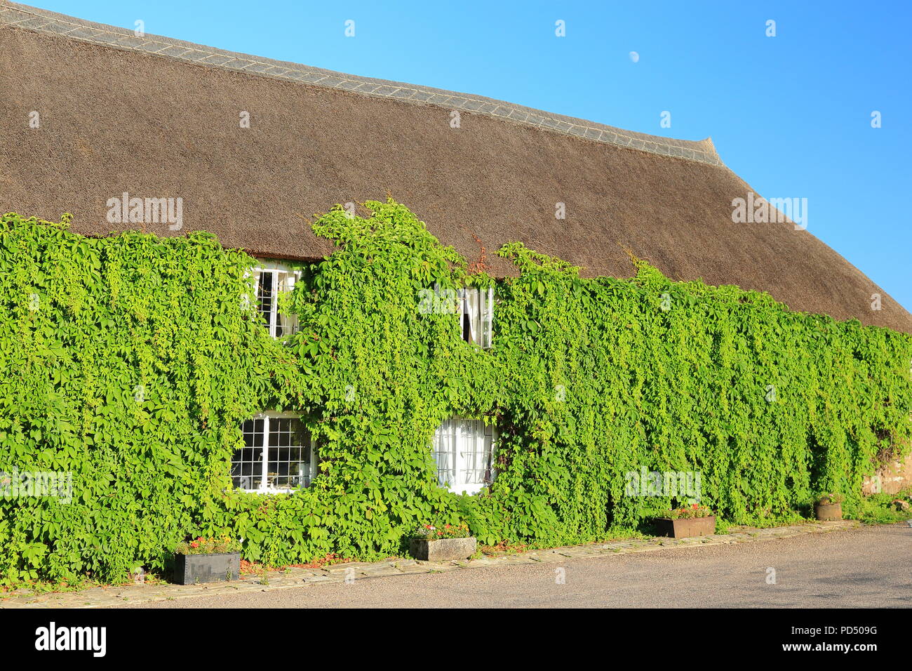 Reetdachhaus in Ivy in Dorf Whitford, Devon abgedeckt Stockfoto