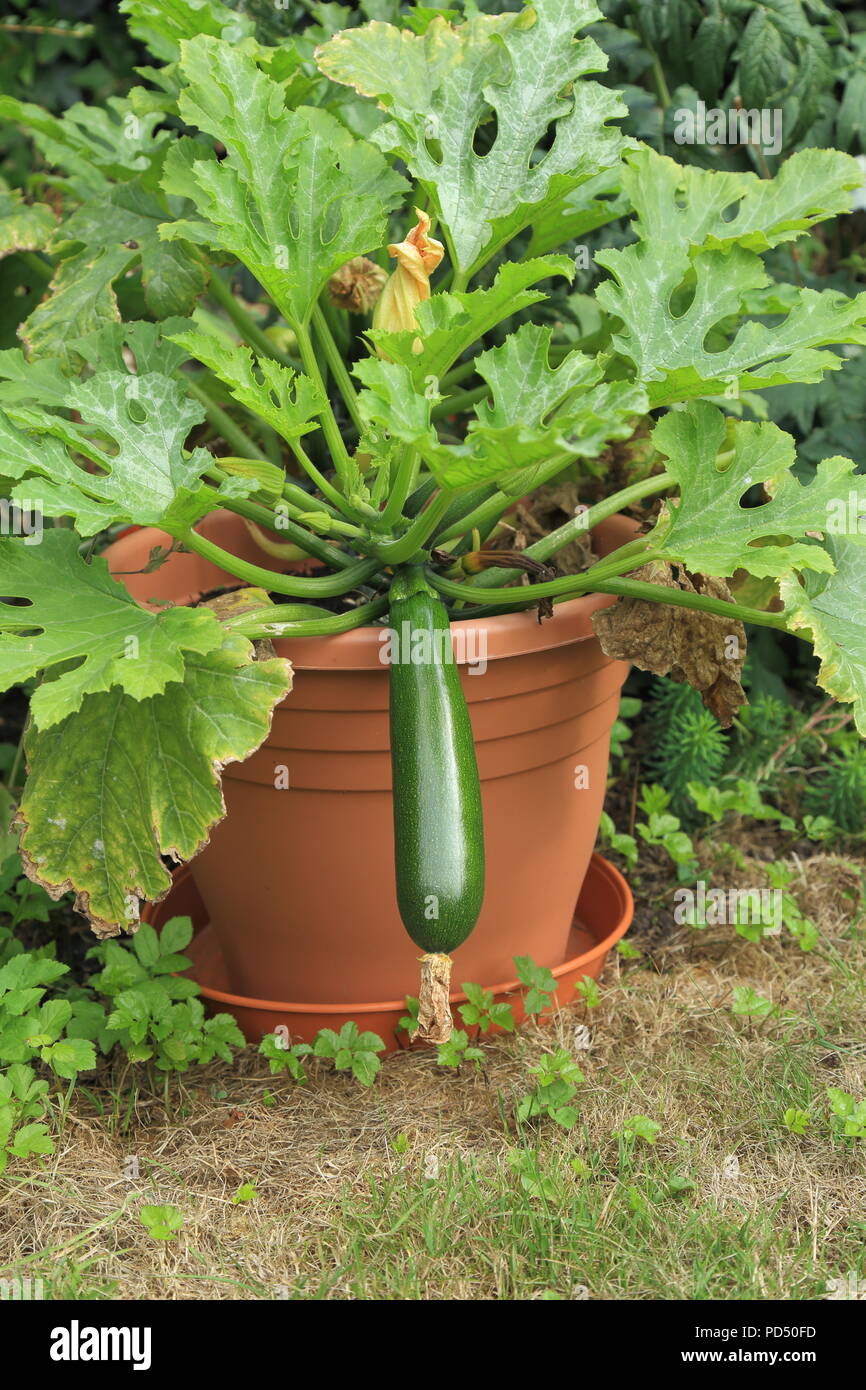 Zucchini bereit für die Ernte im Garten Topf wachsen Stockfotografie - Alamy