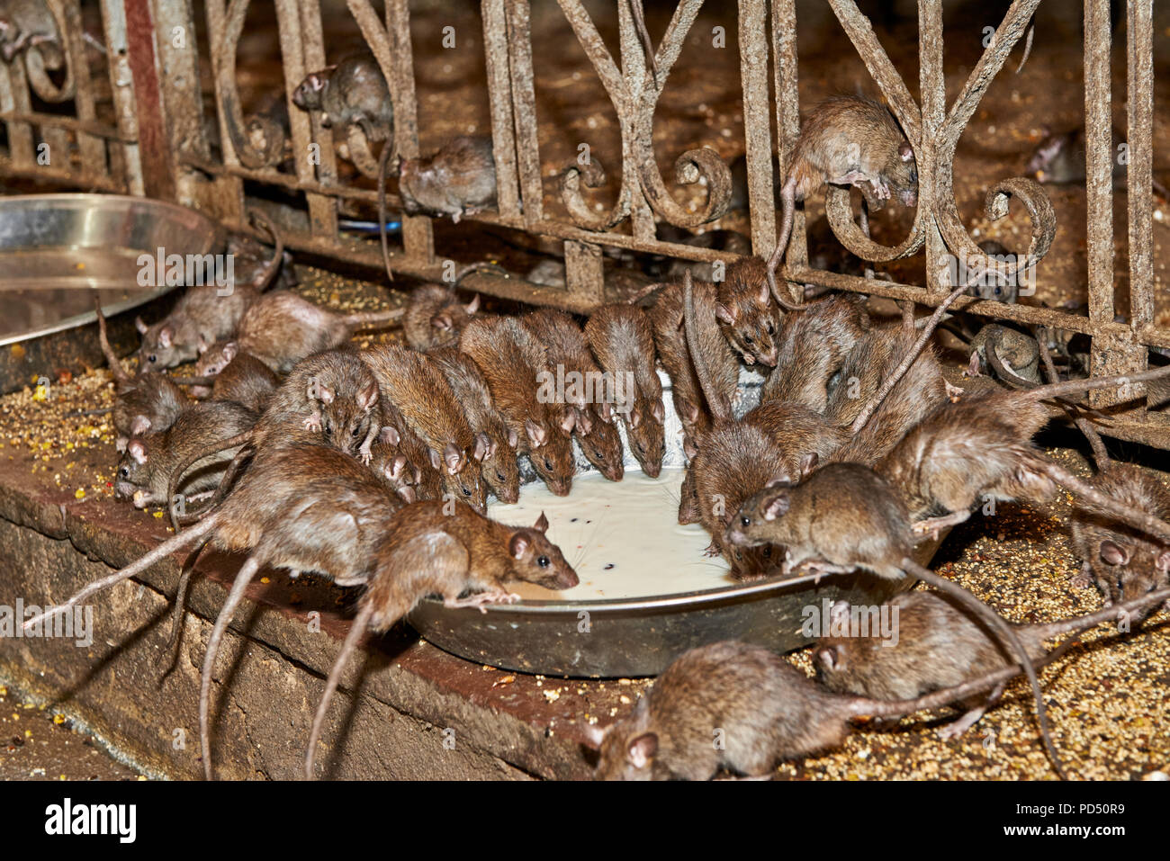 Ratten füttern auf eine Schüssel mit Milch im Tempel von Ratten, Karni Mata Tempel, Deshnoke, Rajasthan, Indien Stockfoto