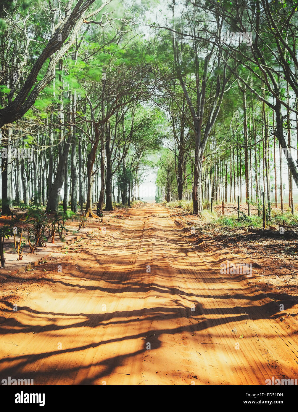 Über einen unbefestigten Feldweg, der von Bäumen umgeben ist. Dirt Road. Schatten der Bäume auf der Straße. Stockfoto