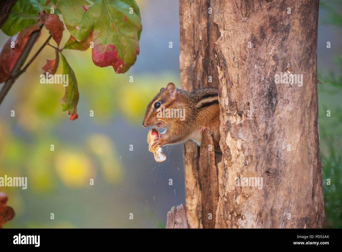 Eastern Chipmunk, Tamias striatus, in North Carolina im November. Stockfoto