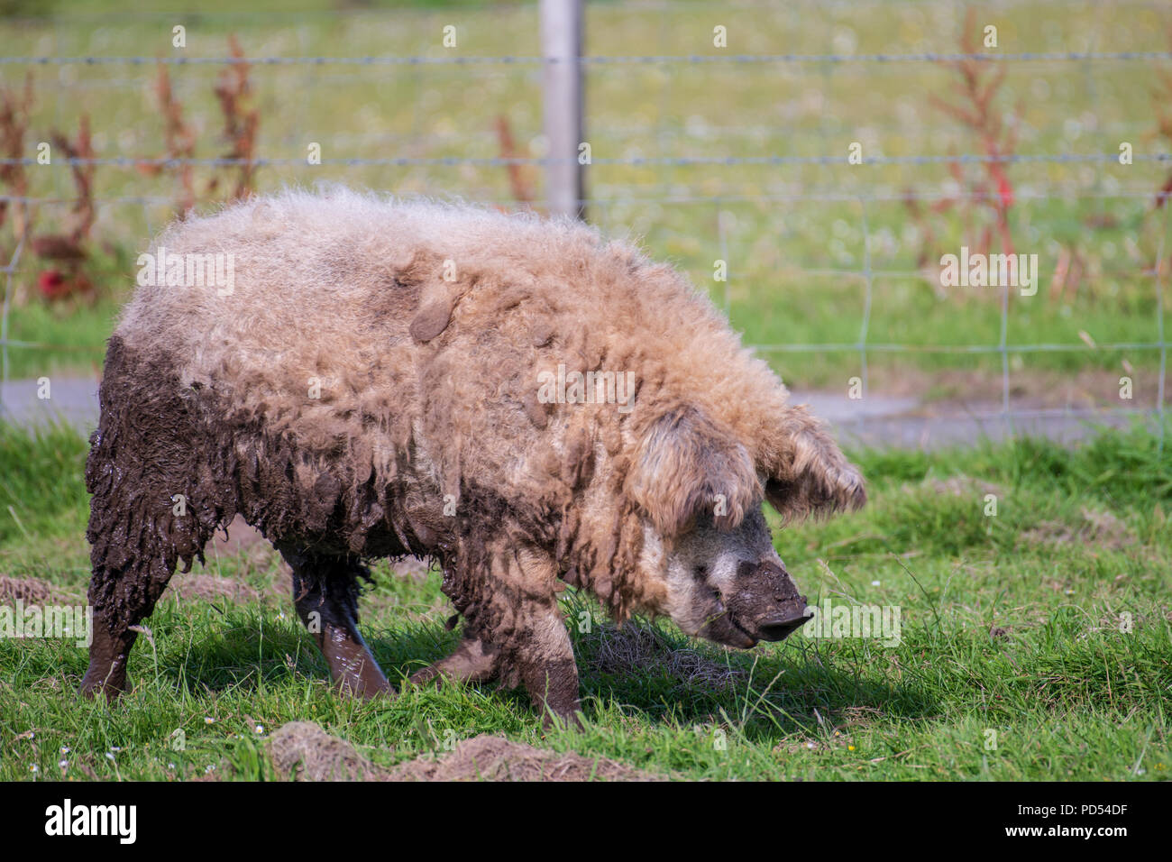 Eine ungarische Schafe Schweine Stockfoto