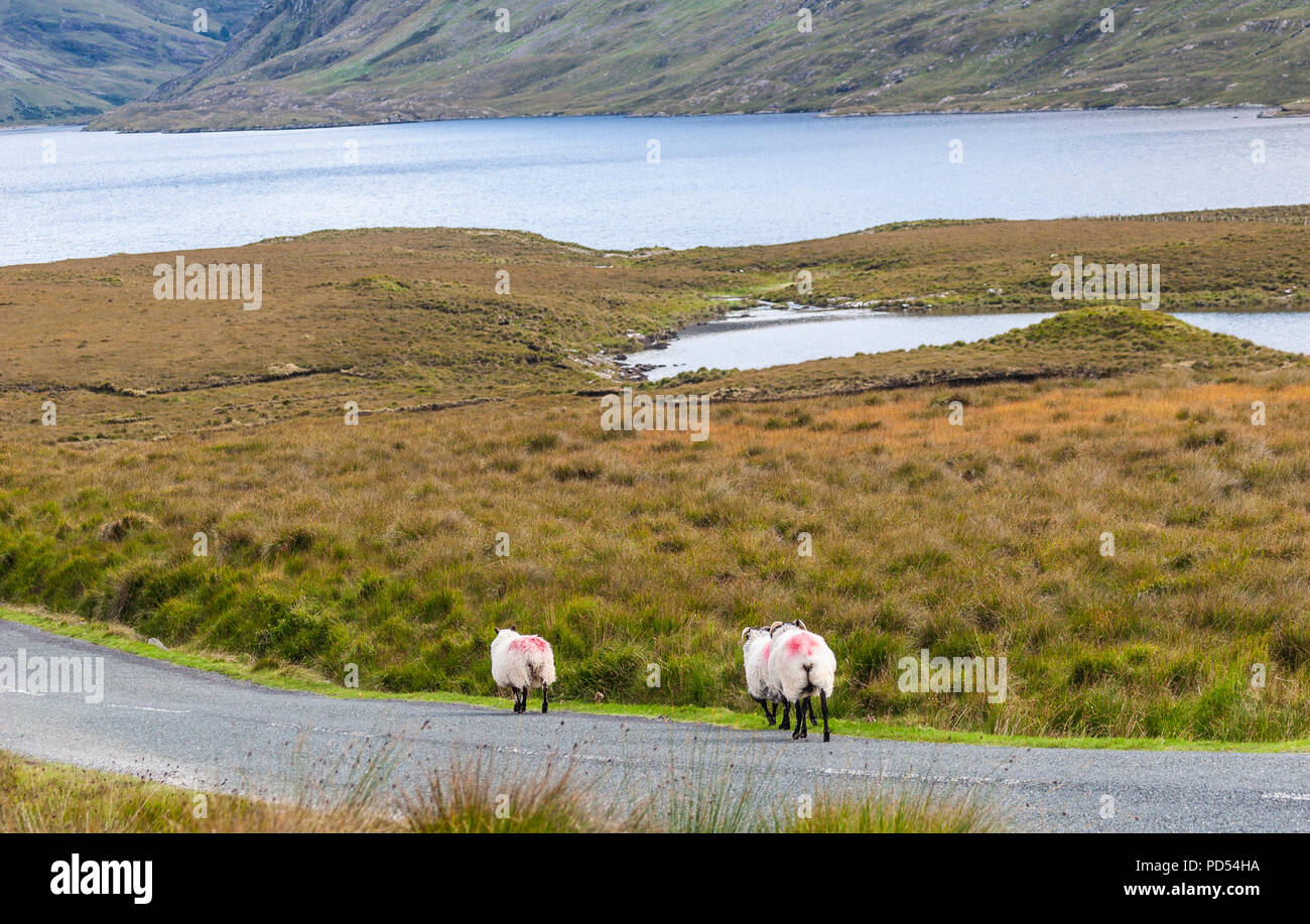 Schaf mit Doo Lough Pass im County Mayo in Irland, der Hungersnot zu Fuß Gedenken an Hungersnot Tragödie. Stockfoto