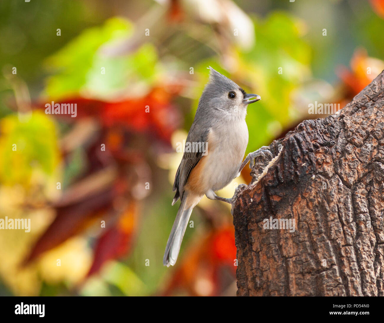 Getuftete Meise, Baeolophus bicolor, in North Carolina im November. Stockfoto