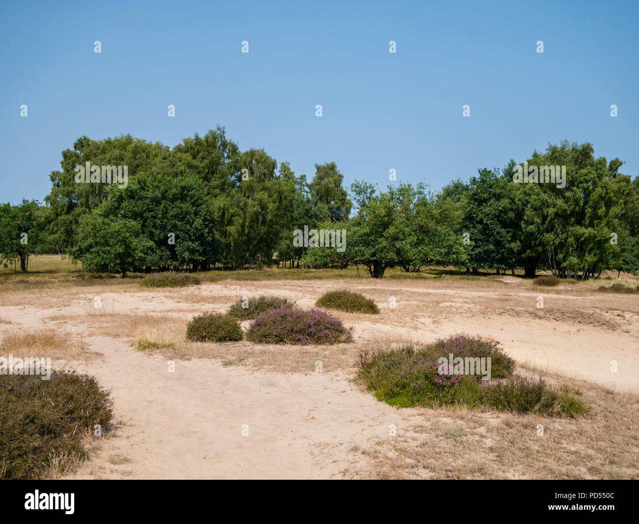Blick auf gemeinsame Heidekraut und Sanddünen im Naturschutzgebiet Boberg in Hamburg, Deutschland bei Tag. Stockfoto