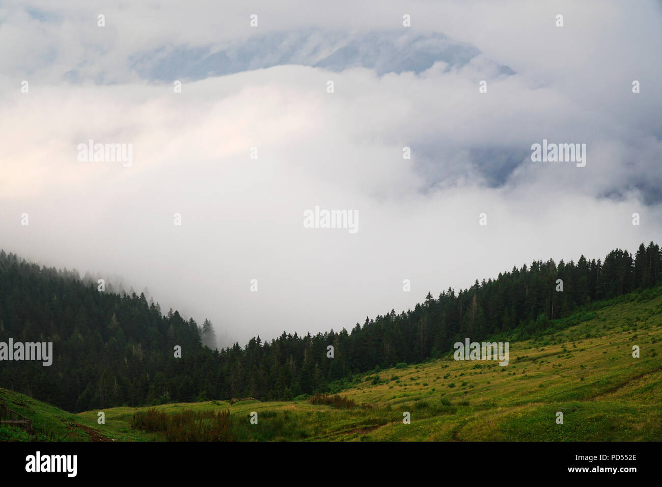 Der Gito Plateau in Rize, Türkei. Gipfel des Berges sichtbar ist im dichten Nebel. Stockfoto