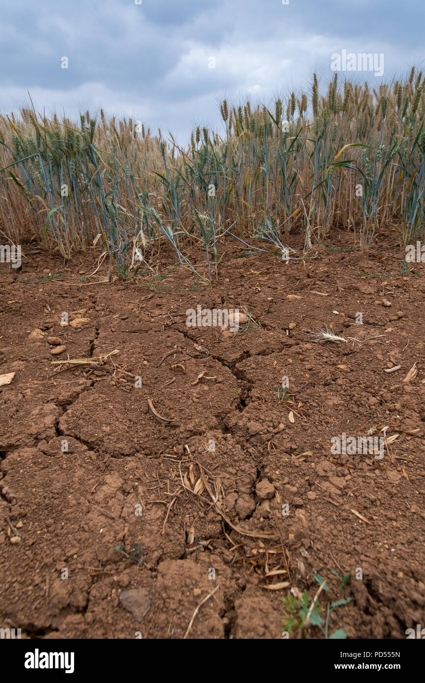 Gerste wachsen auf dem Boden unter der Dürre, mit Rissen im Boden, Cotswolds, UK. Stockfoto