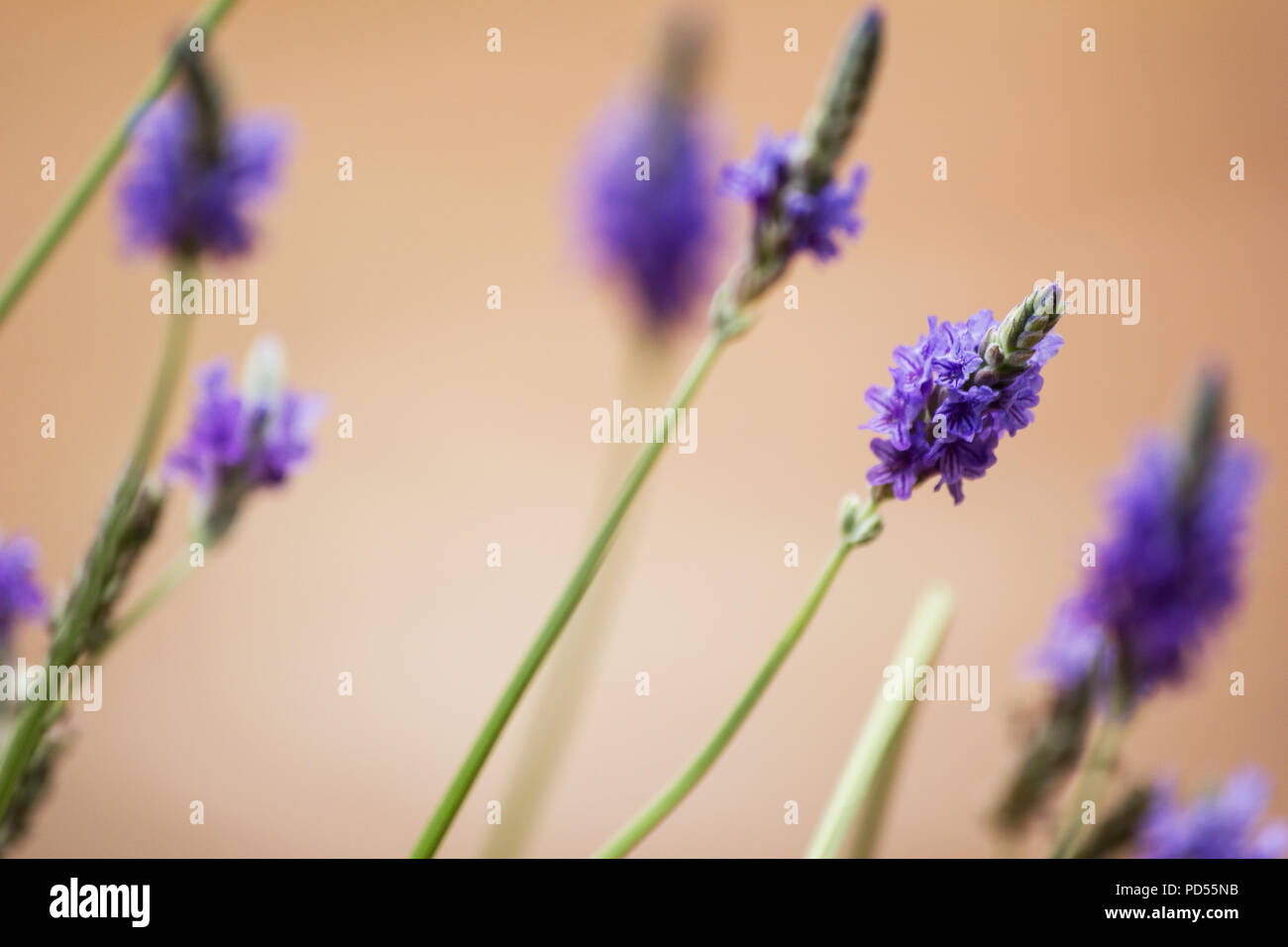 Fernleaf Lavendel (Lavandula Multifida) Blüte Stockfoto