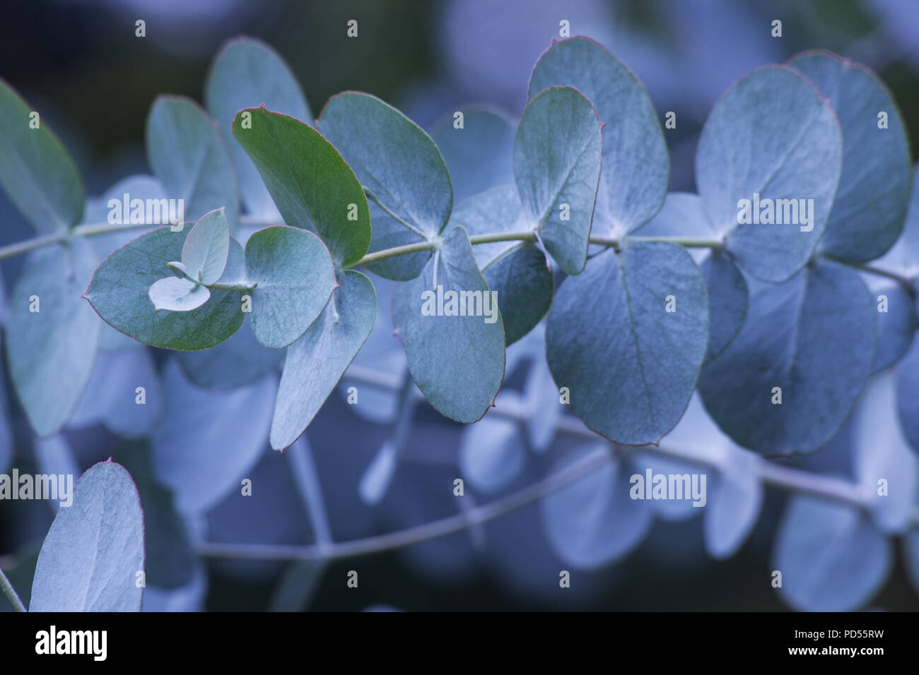 Eukalyptus Blätter auf die natürlichen Hintergrund Stockfoto