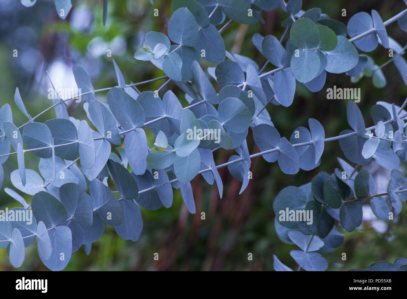 Eukalyptus Blätter auf die natürlichen Hintergrund Stockfoto