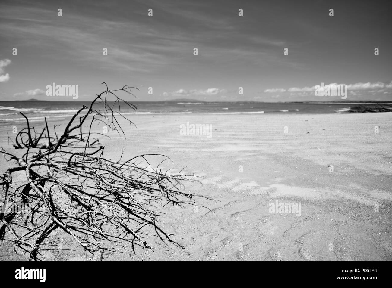Tote Bäume am Strand ein Zeichen von Sachen mit der globalen Erwärmung, Toomulla QLD, Australia zu kommen Stockfoto
