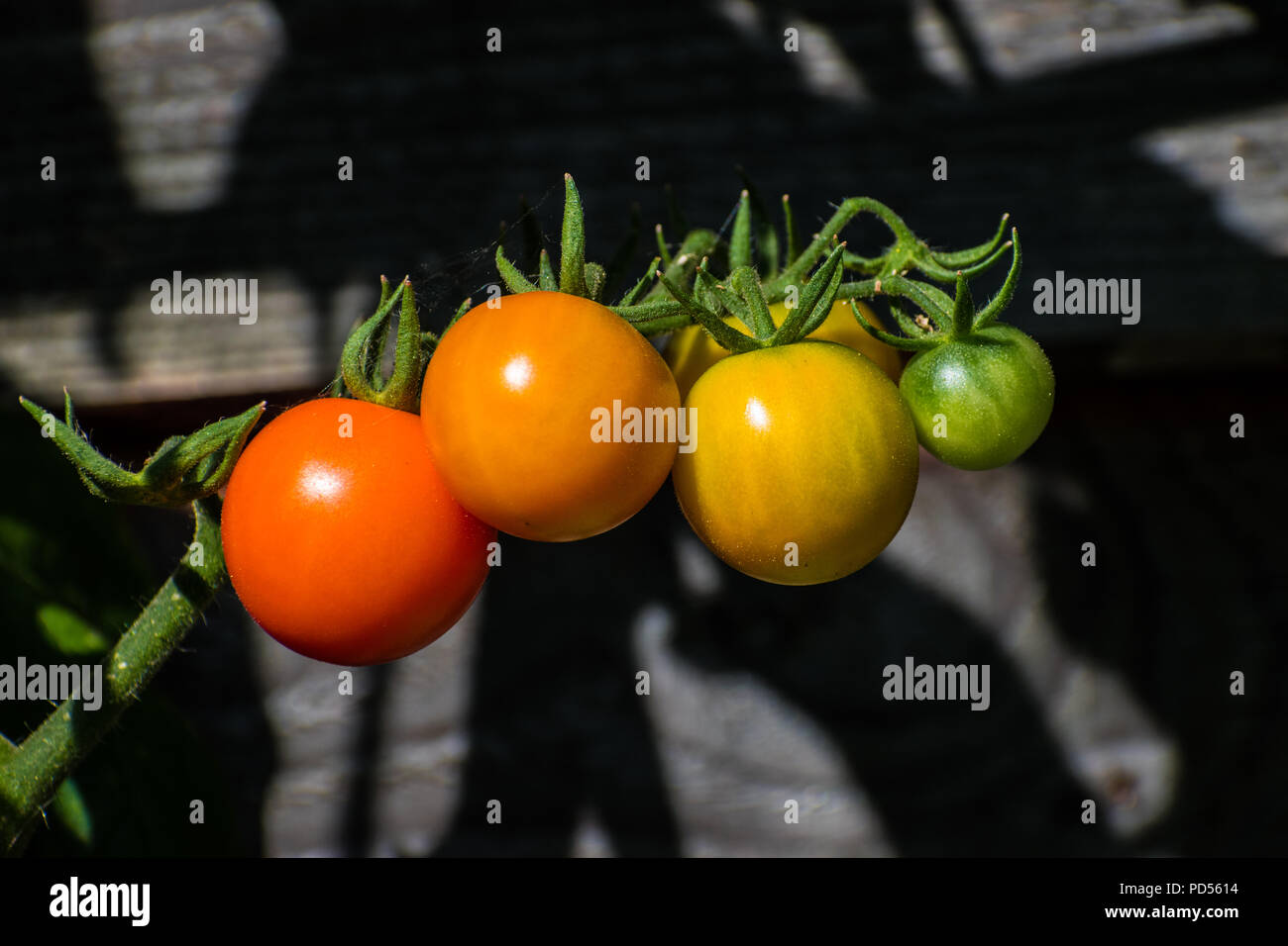 Sun Gold Cherry Tomaten in verschiedenen Phasen der Reife auf der Rebe. Diese Vielfalt an Tomaten (Solanum Lycopersicum) erzeugt eine gelb-orange Früchte. Stockfoto
