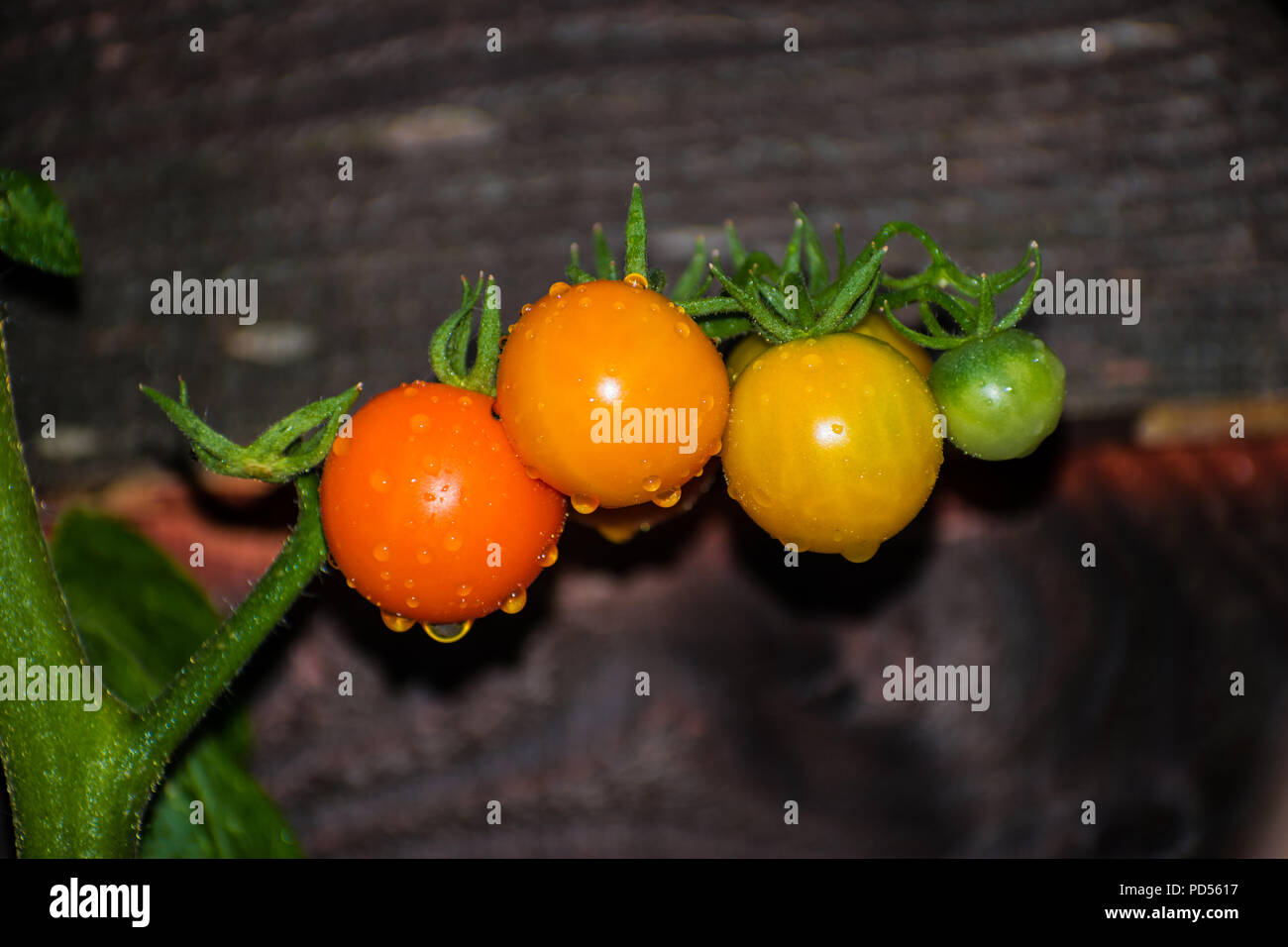 Sun Gold Cherry Tomaten in verschiedenen Phasen der Reife auf der Rebe. Diese Vielfalt an Tomaten (Solanum Lycopersicum) erzeugt eine gelb-orange Früchte. Stockfoto