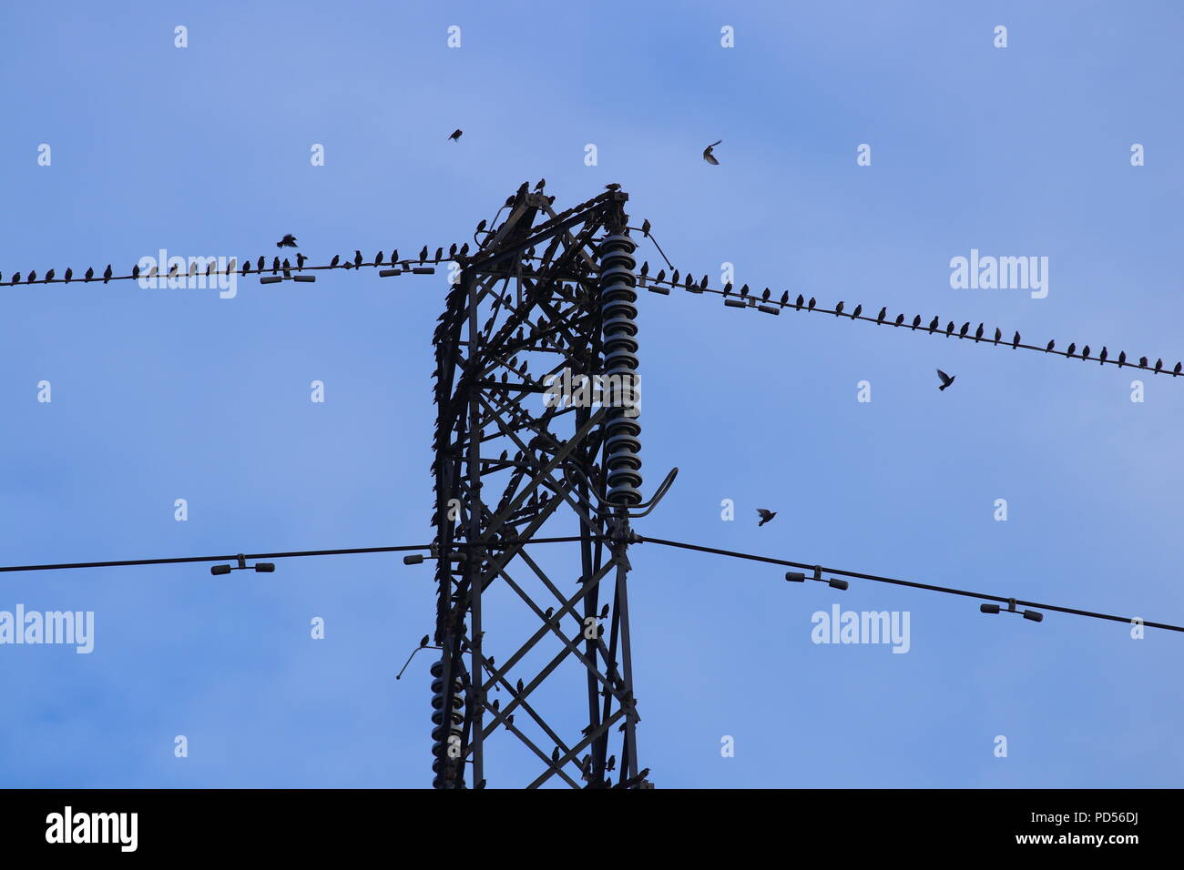 Stare Beginnen auf einem Pylon in großer Zahl gegen Sonnenuntergang zu sammeln, wie Sie sich vorbereiten für den Abend zu Roost. Stockfoto