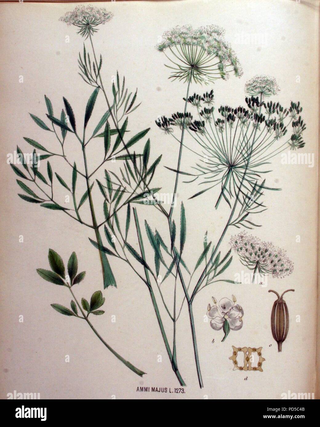 Ammi majus - Flora Batava - Band v 16. Stockfoto