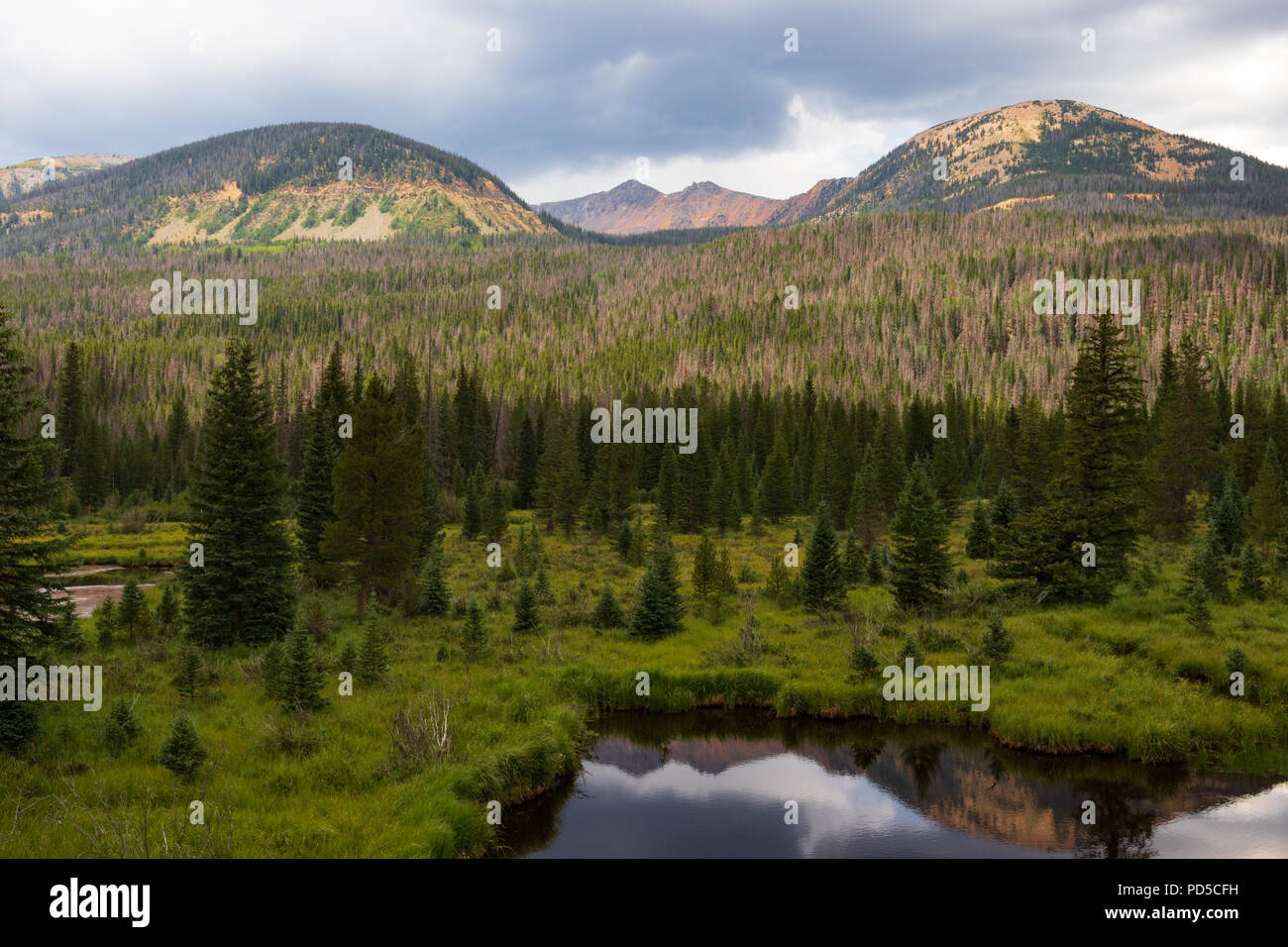 Teich in Wiese, von immergrünen Wald gesichert, und Colorado Rocky Mountain Vista im Hintergrund. Für Hintergrund, Text. Stockfoto