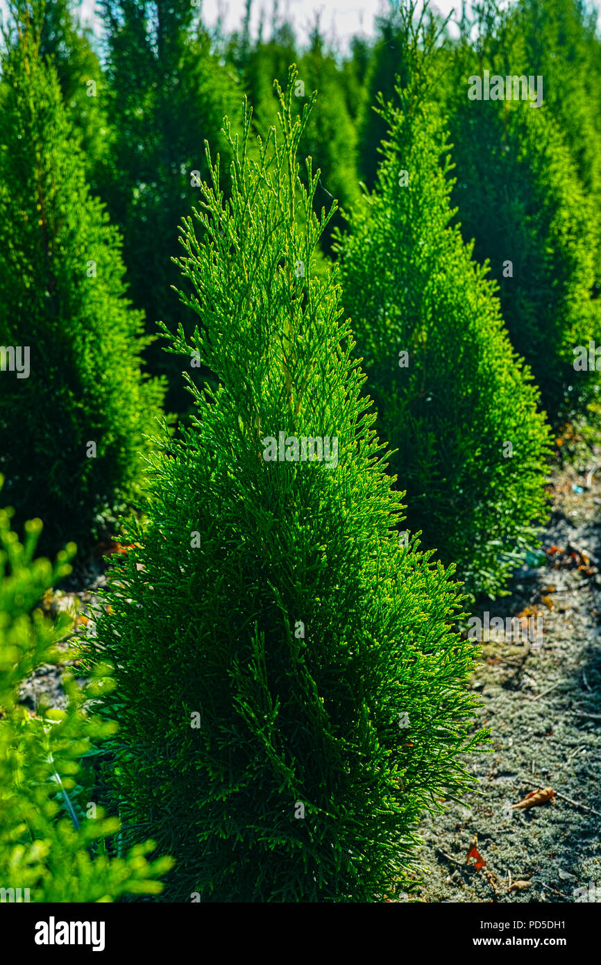 Grüne thuja Nadelholz Dekoration orientalische Pflanzen auf Plantagen in  Niederlande wachsende, kleine Weihnachtsbaum Stockfotografie - Alamy