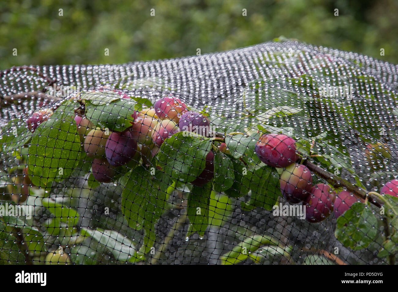 Englisch Pflaumen (Oscar) Reifung unter Verrechnung von Wespen Insekten und Vögel zu schützen, nachdem Morgentau. Stockfoto