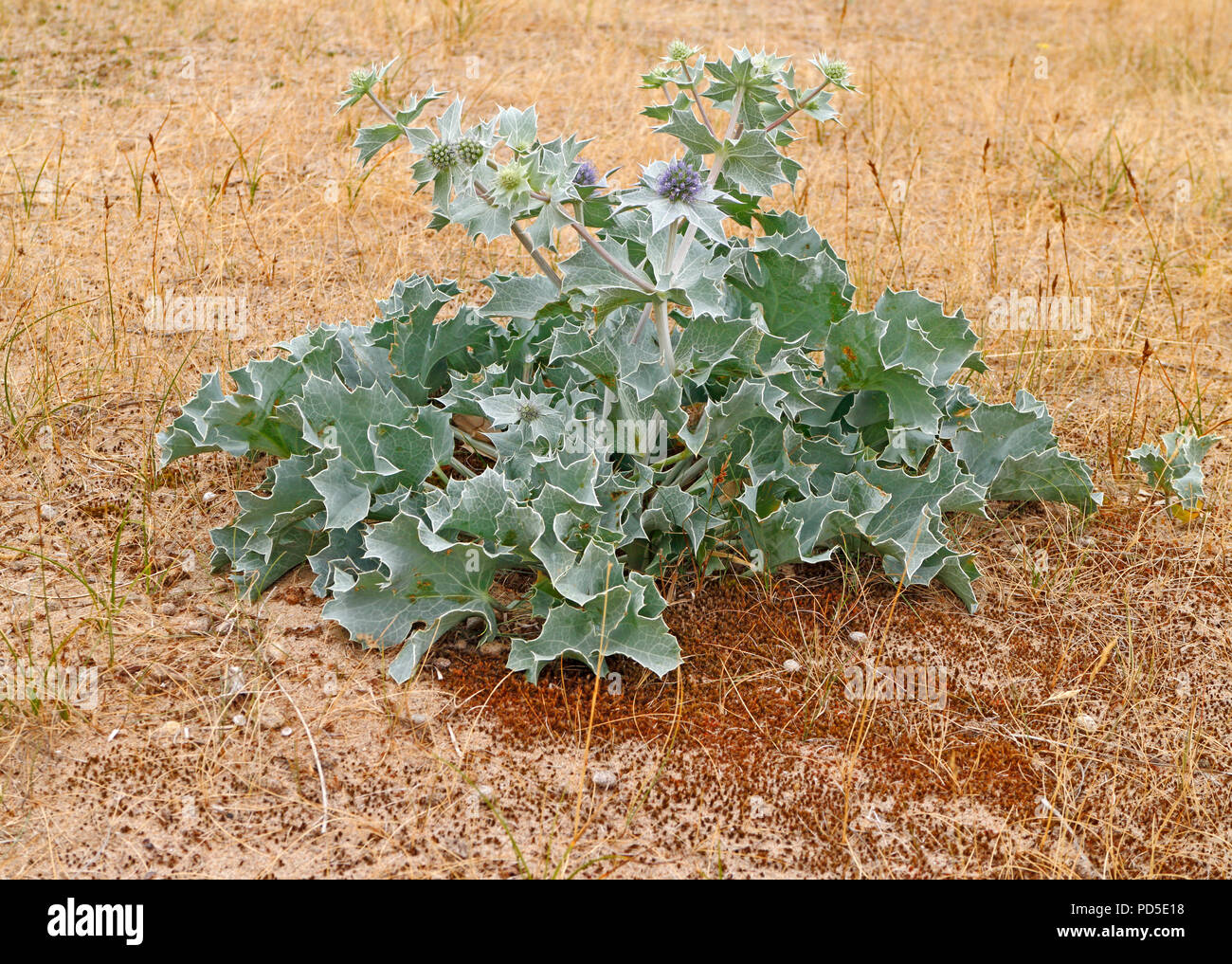 Meer - holly, Eryngium maritimum, in Sanddünen auf der North Norfolk Coast in Burnham Overy Staithe, Norfolk, England, Vereinigtes Königreich, Europa. Stockfoto