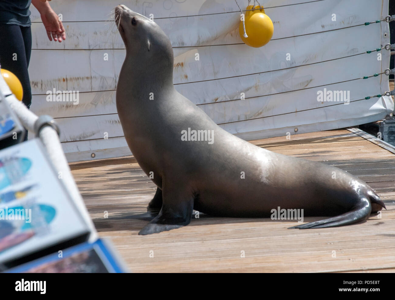 California Sea Lion in Gefangenschaft auf der Suche nach Nahrung Caleta de Fuste grau California sea lion Küsten eared Dichtung trocken Land warten auf der Suche nach Essen Fisch r Stockfoto