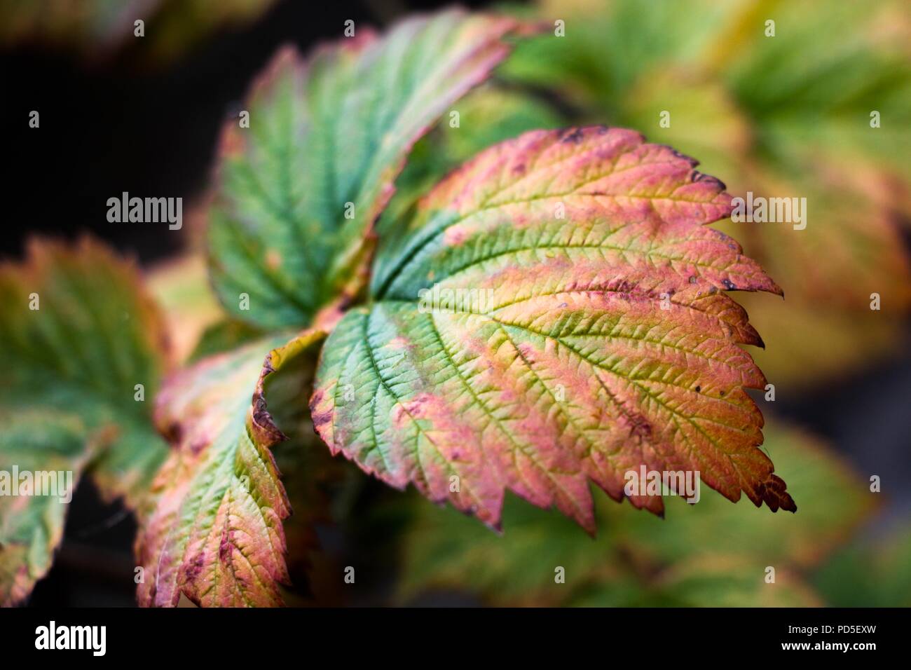 Ein schönes und kleines Blatt von crimson Bush begann Gelb und Farben in verschiedenen Schattierungen zu drehen. Herbst, es ist eine schöne und bunte Zeit, dass Kleider Stockfoto