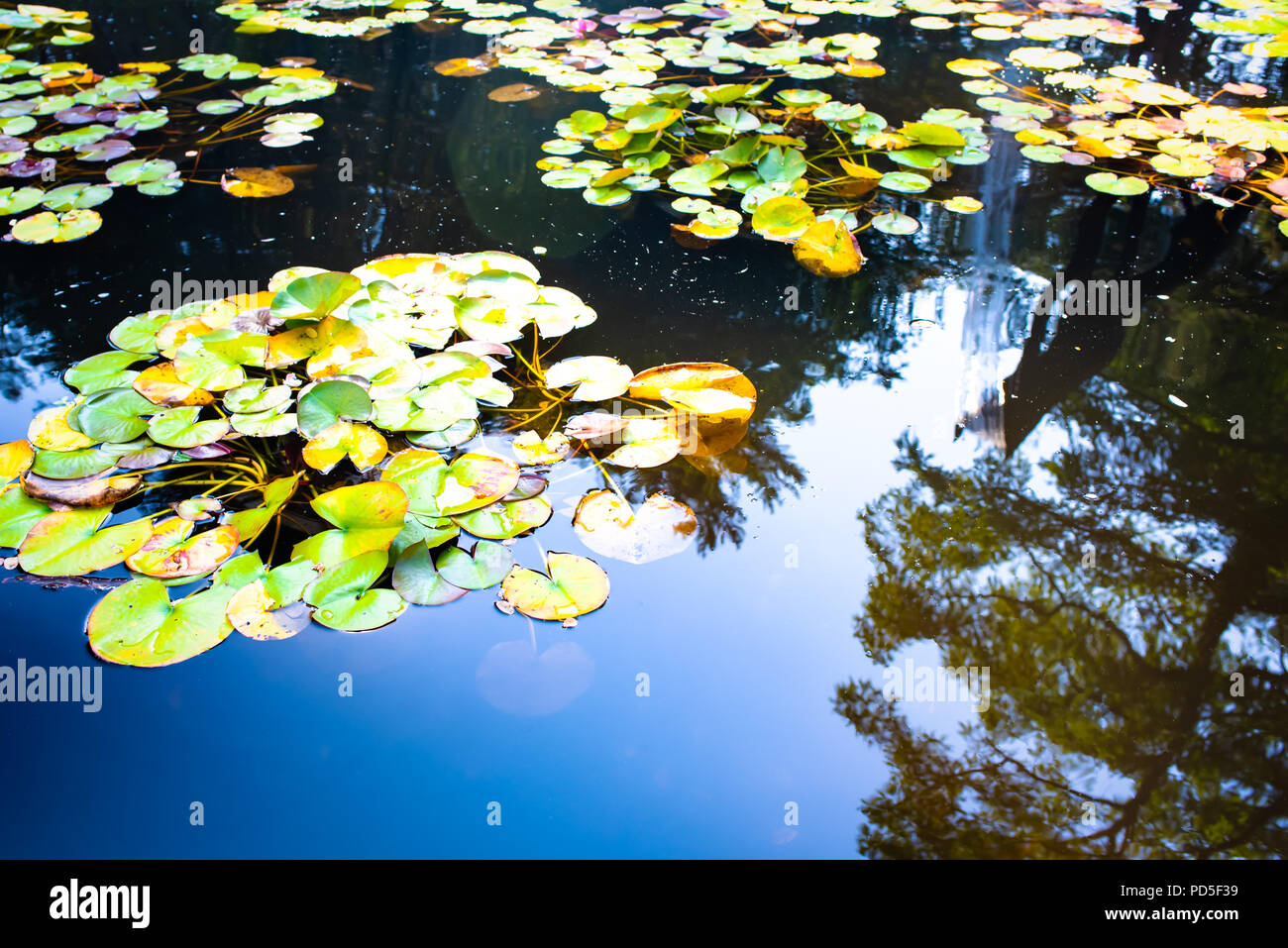 Seerosen und Teich Blumen an einem sonnigen und reflektierende Tag Stockfoto