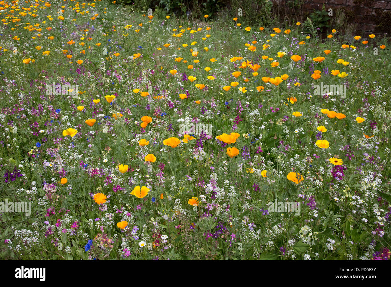 Man wild flower garden Stockfoto