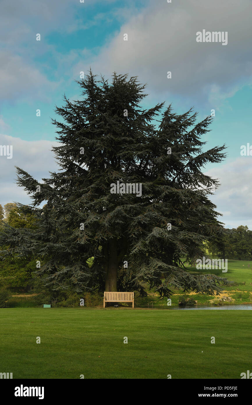 Weitwinkel Blick auf einer Holzbank unter einem großen alten Eiche in den Gärten der Fawsley Hall Hotel & Spa in Daventry, Northamptonshire, England. Stockfoto