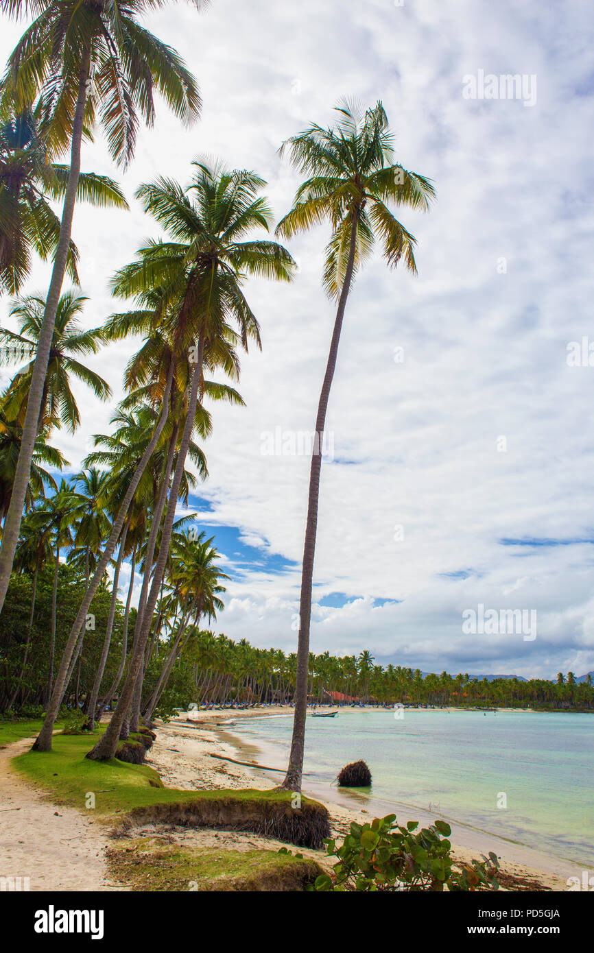 Tropical Beach ladscape mit hohen Kokospalmen. Dominikanische Republik Stockfoto