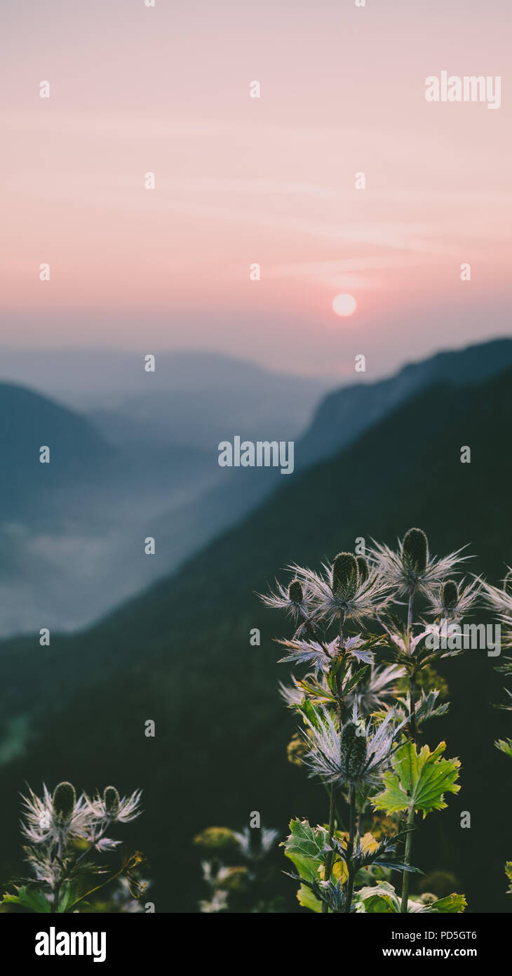 Sunrsie und Schweizer Alpen Blumen Stockfoto