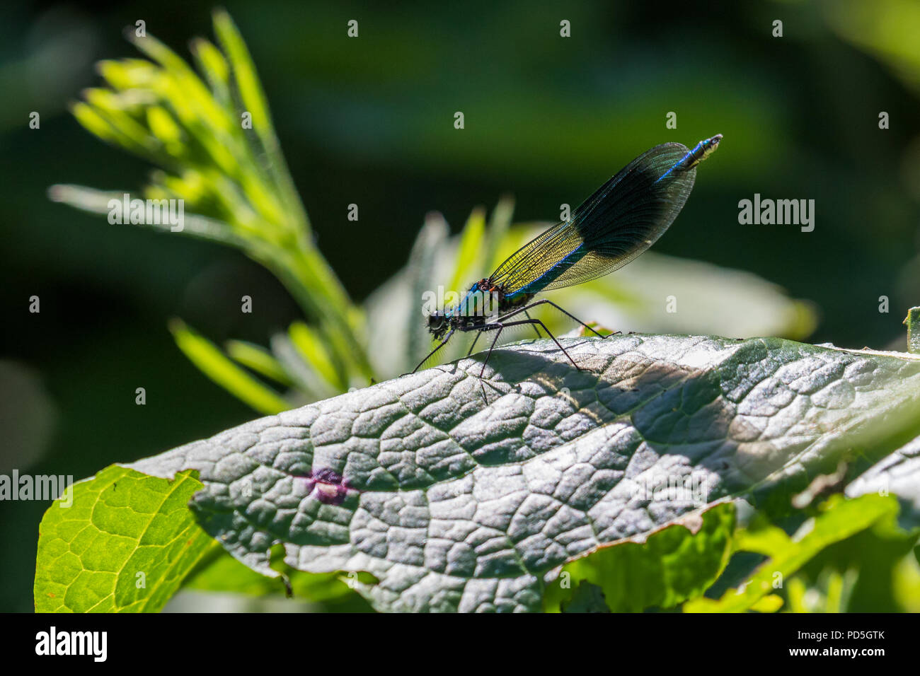 Gebänderte Demoiselle Damselfly (alopteryx splendens) - Männlich Es ist schnell und in der Luft flattern, wenn die 4 dunkle Streifen auf den Flügeln sichtbar werden. Stockfoto