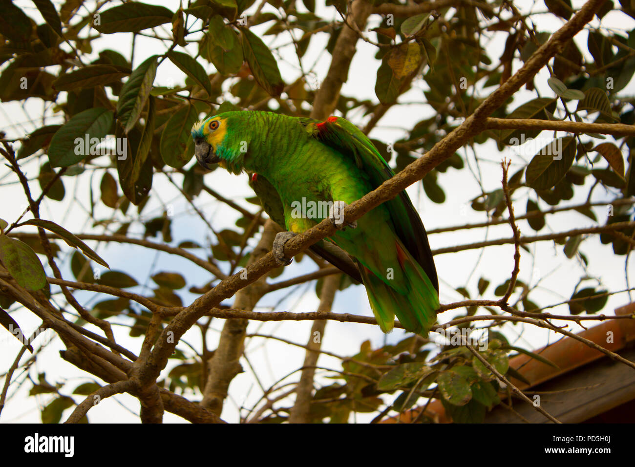 Gelb voll Amazon Parrot - Amazona ochrocephala Stockfoto