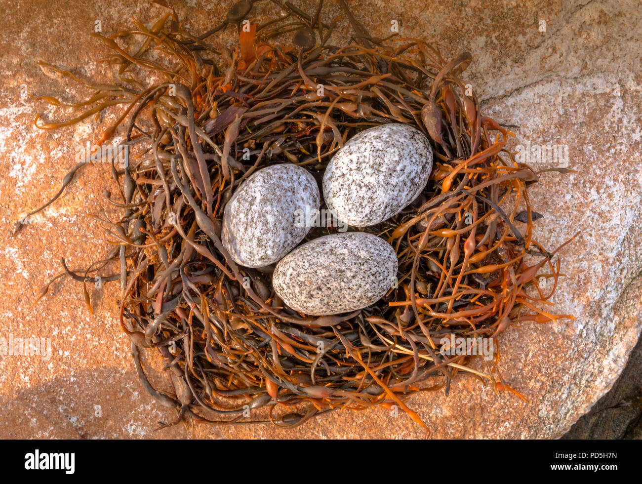 Abstrakte Vogel Nest und Eier mit Algen Blasentang und River Rocks erstellt Stockfoto