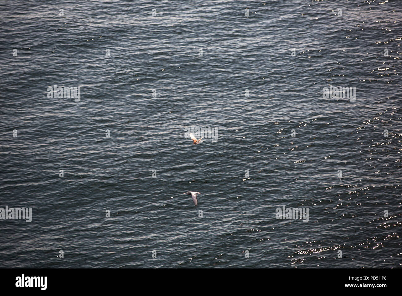 Tauben auf dem Weg von Frankreich nach dem Vereinigten Königreich passieren einer Cross Channel Fähre. Stockfoto