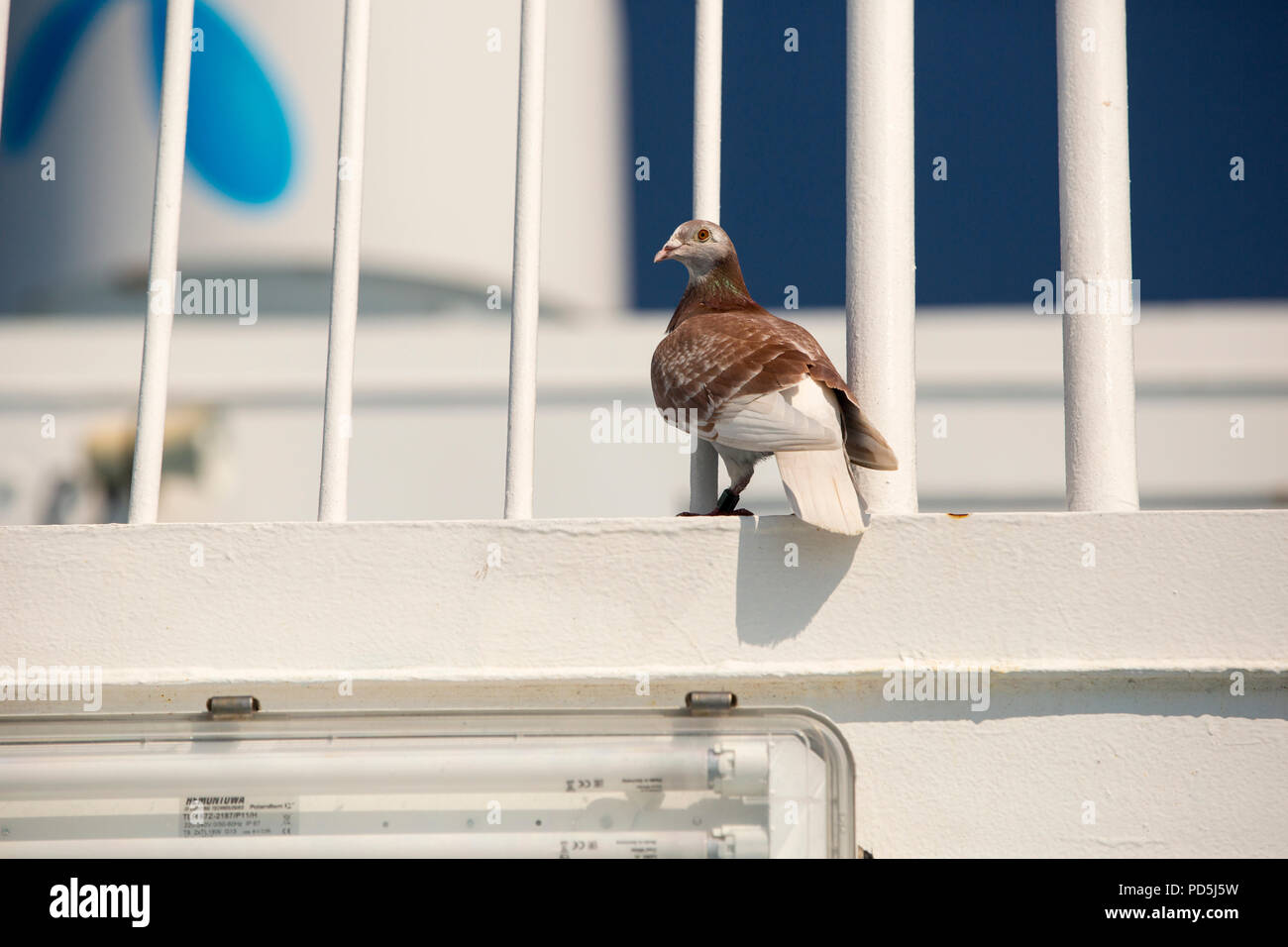 Brieftauben Reisen von Frankreich in das Vereinigte Königreich beschlossen, Landung auf einer Fähre war eine einfachere Möglichkeit. Stockfoto