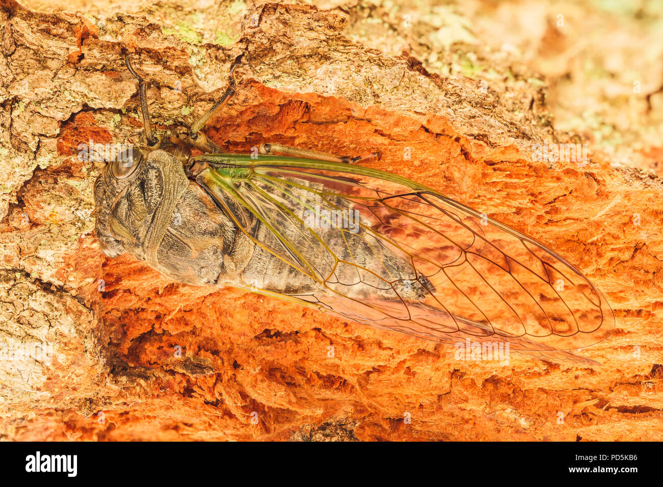 Ein Hund - Tag Zikade (Neotibicen canicularis) Sitzstangen in einem gefallenen Baumstamm. Stockfoto