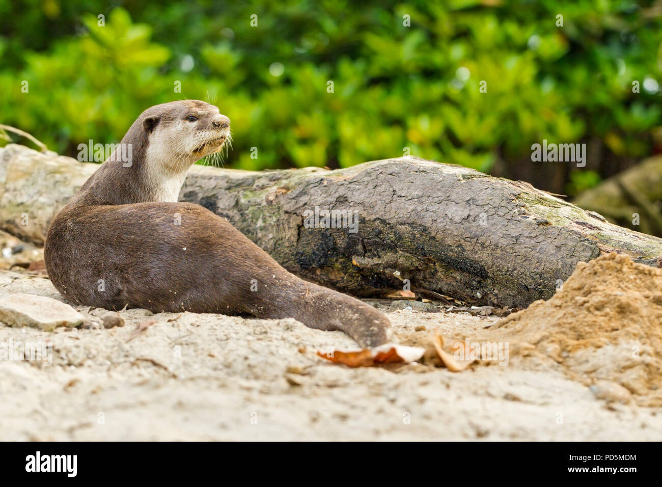 Ein einsamer Mann glatt beschichtet Otter ruht auf einem Mangroven Strand, während die ansässige Familie weg ist bei Natal holt an der nächsten Generation von Jungtieren, Singapur Stockfoto