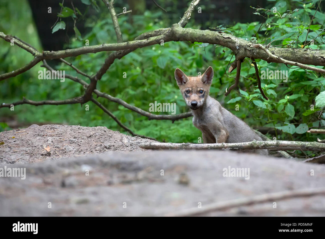 Junger Wolf im Wald Stockfoto