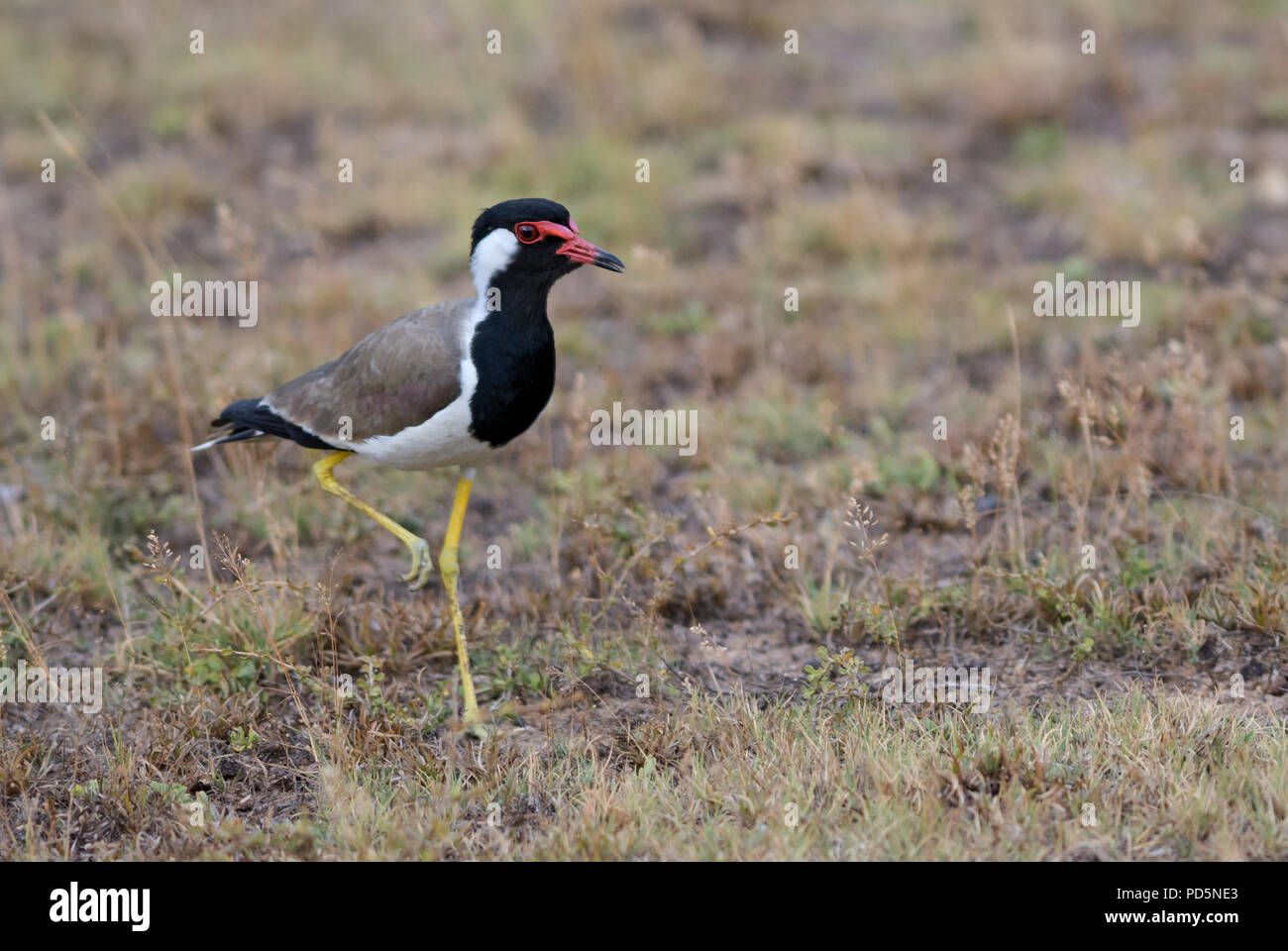 Rot - Gelbstirn-blatthühnchen Kiebitz, Vanellus indicus, großen farbigen plover aus asiatischen Sümpfe und frisches Wasser. Stockfoto