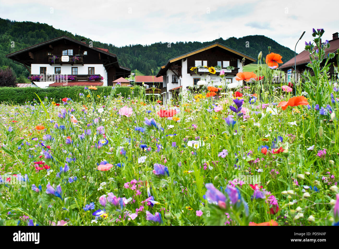 Schöne Blumen in der Wiese in Reit im Winkl in Bayern, Deutschland, mit