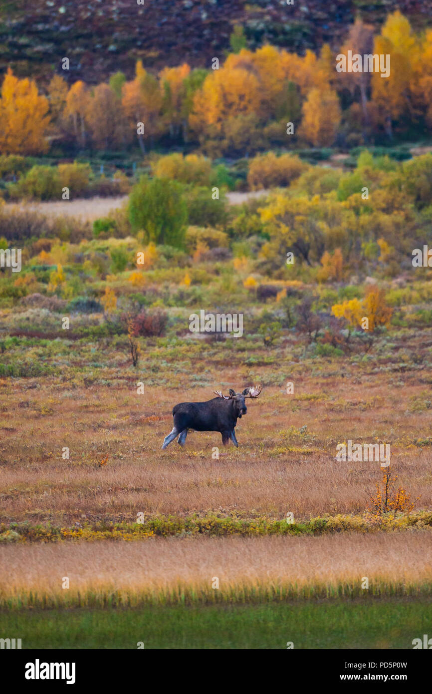 Elche, Alces alces, mit großen Geweih neben dem See Avsjøen am Dovrefjell, Norwegen. Stockfoto