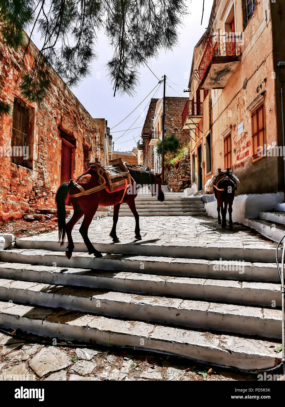 Esel gehen bis Kali Strata, Symi, Griechenland Stockfoto