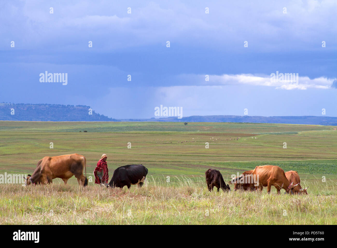 Hirt mit Rindern in Lesotho Stockfoto