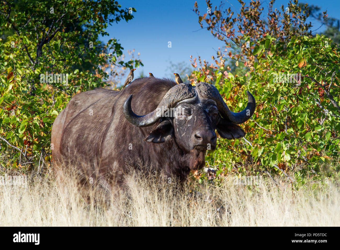 Afrikanische Büffel mit Oxpeckers Stockfoto