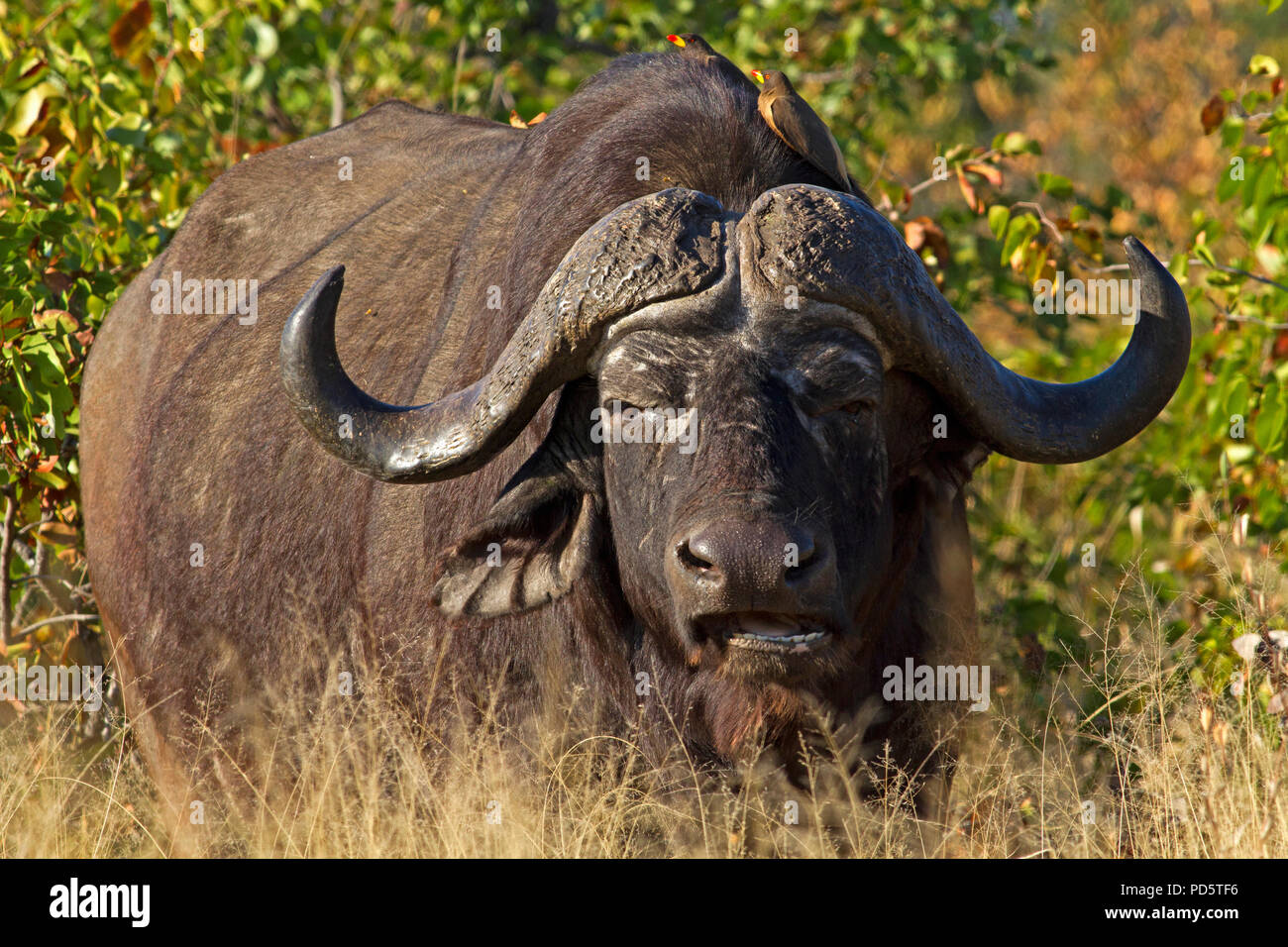Afrikanische Büffel im Busch Stockfoto